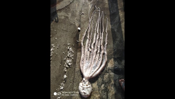 Rare Devil Fish Found In Malpe