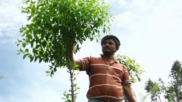  ಚರಂಡಿ ನೀರಲ್ಲಿ ಗಿಡಗಳ ಆರೈಕೆ