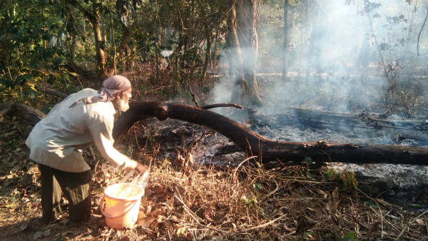 Fire On Coffee plantation In Mudigere
