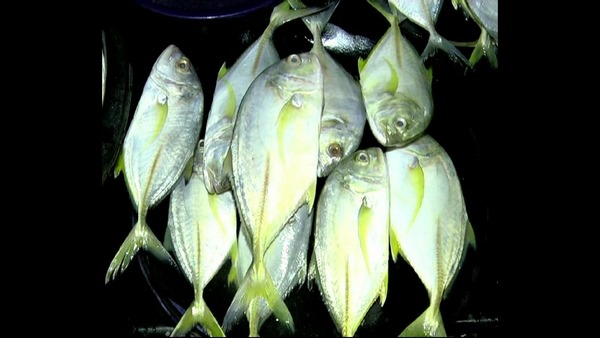  ಏಳೆಂಟು ತಿಂಗಳಷ್ಟೆ ಮೀನುಗಾರಿಕಾ ಋತು