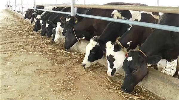  ಹೈನೋದ್ಯಮಕ್ಕೆ ಶೂನ್ಯ ಬಡ್ಡಿದರದ ಸಾಲ ಸೌಲಭ್ಯ