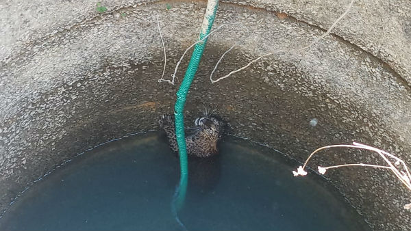  ಚಿರತೆ ರಕ್ಷಣೆಗೆ ಒಂದು ಗಂಟೆ ಕಾರ್ಯಾಚರಣೆ