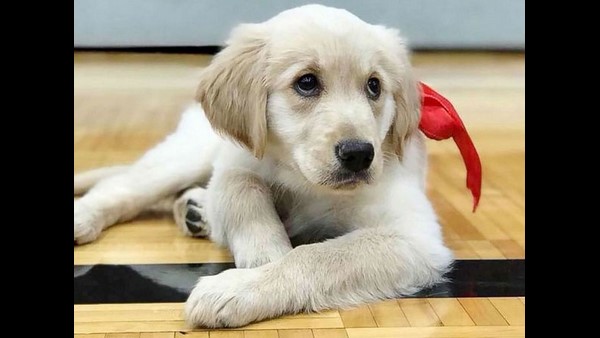 ನಾಯಿಗಳಿಗೆ ಮಾಸ್ಕ್ ಬೇಡ