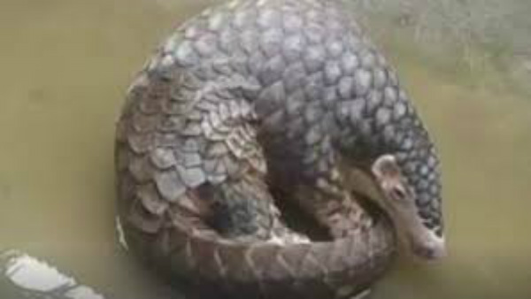 ಅತಿ ಹೆಚ್ಚು ಕಳ್ಳಸಾಗಣೆ