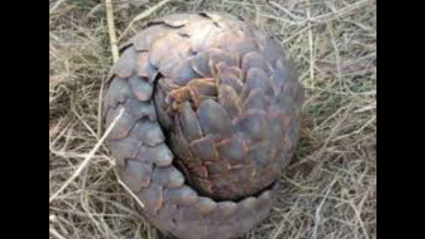 ಪ್ಯಾಂಗೋಲಿನ್ ಮಾಂಸ, ಔಷಧಕ್ಕೆ ಬಳಕೆ