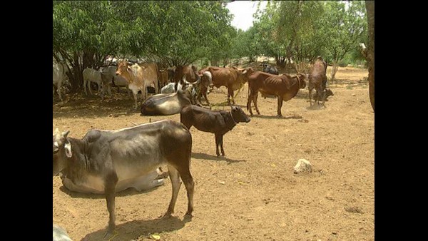 ನಶಿಸಿ ಹೋಗುತ್ತಿರುವ ದೇಸಿ ತಳಿಗಳ ಸಂರಕ್ಷಣೆ