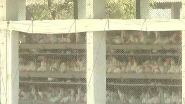  ಕೋಳಿ ಫಾರ್ಮ್ ನಿಂದ ಸಂಕಷ್ಟ