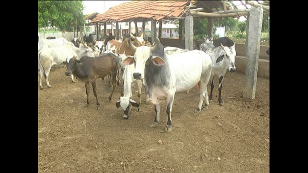 ಅಮವಾಸ್ಯೆ ದಿನ ಭಕ್ತರಿಂದ ಗೋ ಪೂಜೆ