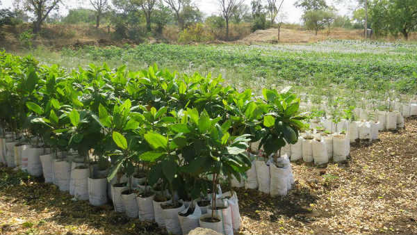ಜಲಮೂಲಗಳ ಸುತ್ತ ಗಿಡ ನೆಡುವುದು