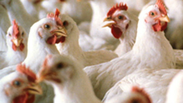 ಏಳೆಂಟು ರೂಪಾಯಿ ಇಳಿಕೆ