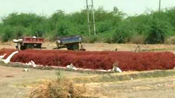 ಮೆಣಸಿನಕಾಯಿ ಬೆಲೆಯಲ್ಲೂ ದಿಢೀರ್ ಕುಸಿತ