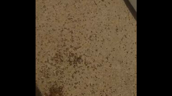  ಅನ್ನದಲ್ಲಿ ಹುಳುಗಳು, ಕಲ್ಲುಗಳು