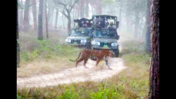 New Step To Be Taken In Bandipura For Good Safari 