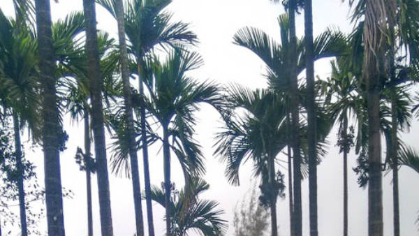 ತೋಟದಲ್ಲಿ ಜೇನು ಪೆಟ್ಟಿಗೆ