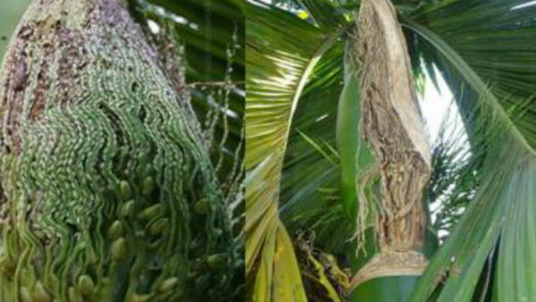 ರೋಗದ ಲಕ್ಷಣಗಳು