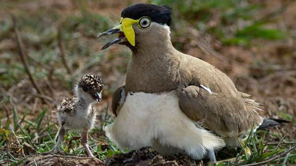 Know About Yellow Wattled Lapwing Bird 
