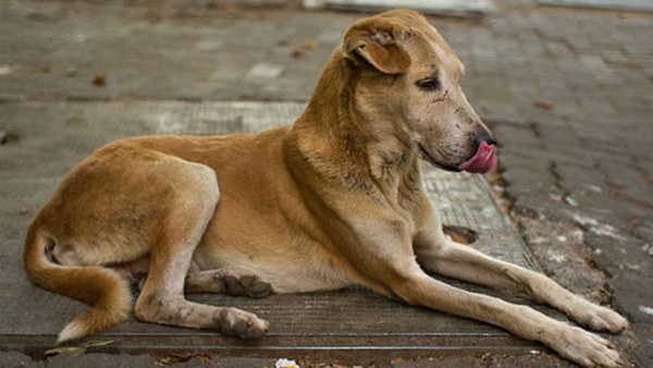 Coronavirus Lock Down effect: Request To Humans By Stray Dogs