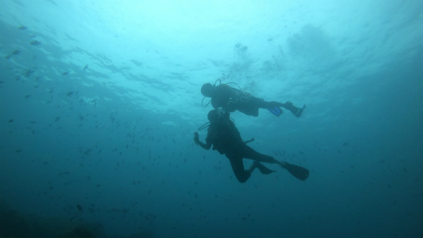 ನೂರು ವರ್ಷಕ್ಕೂ ಹೆಚ್ಚು ಕಾಲ ಬದುಕುತ್ತದೆ