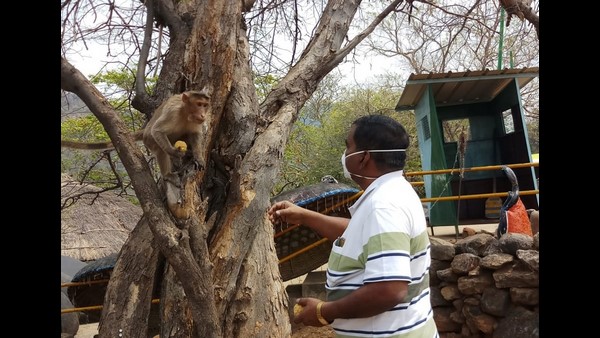 Ladus Distributed To People And Monkeys In Male Mahadeshwara Temple