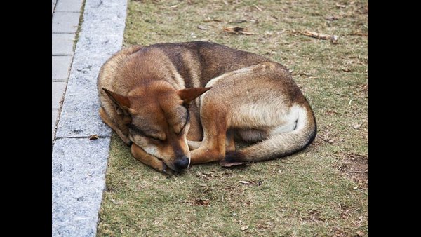 Coronavirus Lock Down effect: Request To Humans By Stray Dogs