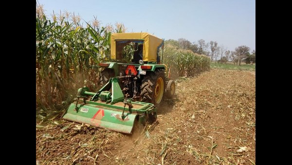 ರಾಜ್ಯದಲ್ಲಿ ಸುಮಾರು 25 ಲಕ್ಷ ಹೆಕ್ಟೇರ್ ಪ್ರದೇಶದಲ್ಲಿದೆ ಮೆಕ್ಕೆಜೋಳ 