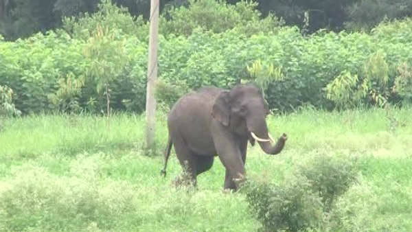 A Bengaluru Couple Adopted An Female Elephant A Bengaluru Couple Adopted An Female Elephant