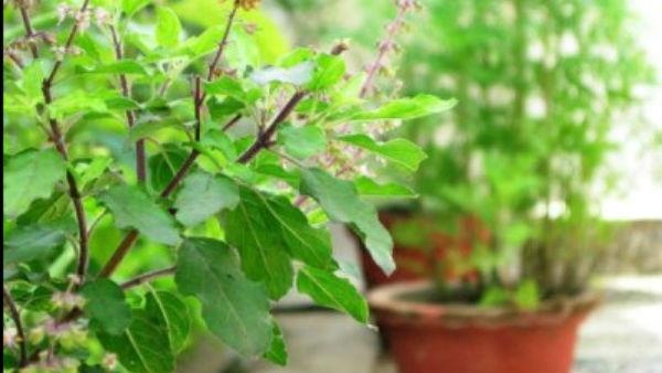 ತುಳಸಿ ದಳವನ್ನೂ ಬಳಸಿ ದೇಹವನ್ನು ಶುಚಿತ್ವ 