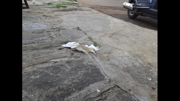 After Coronavirus Fever Of Bird Flu In Mysuru 