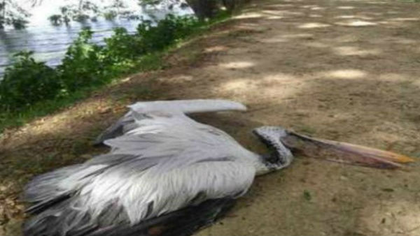  ಸರ್ವೇಯಲ್ಲಿ ಕಂಡುಬಂದಿರುವ ಪಕ್ಷಿಗಳು