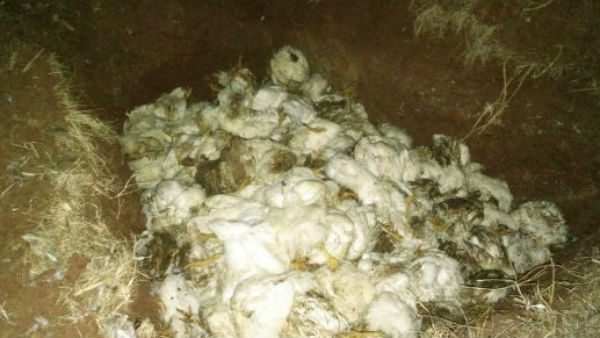  ಕೋಳಿ ಮಾರಾಟದ ಮೇಲೆ ಎಫೆಕ್ಟ್?