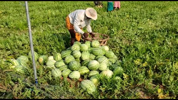  Corona Effect On Agriculture: Watermelon Price To Low