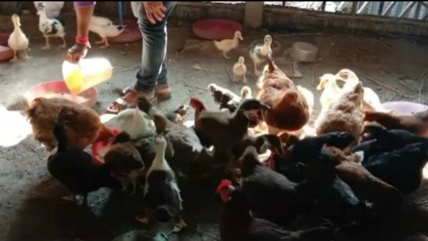  ಕುಂಬಾರಕೊಪ್ಪಲು ಸುತ್ತಮುತ್ತಲು ಸಾಕು ಪಕ್ಷಿಗಳ ಸರ್ವೇ ಕಾರ್ಯ