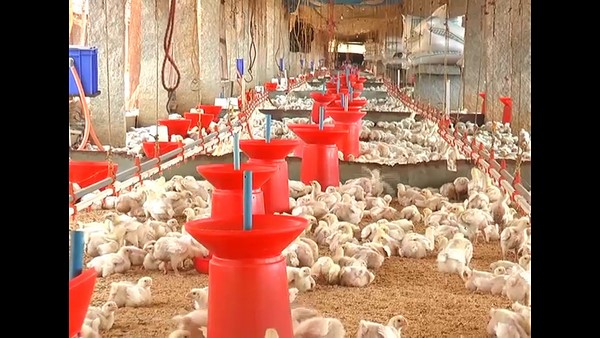 Corona Effect: Thousands Of Chickens Kill In Kolar