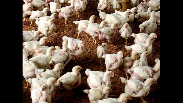  ಕುಂಬಾರಕೊಪ್ಪಲಿನ 1ಕಿ.ಮೀ ವ್ಯಾಪ್ತಿ ಇನ್ ಫೆಕ್ಟೆಡ್ ಏರಿಯಾ