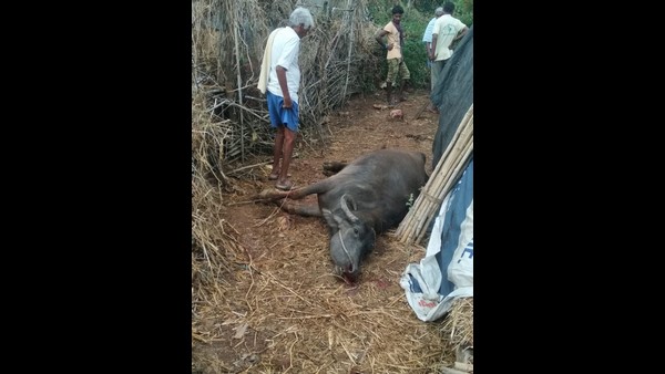 Elephant Attack On Sasalapura Village