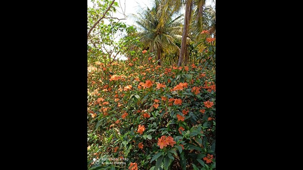 ಹೂಗಳನ್ನೂ ಗಿಡದಿಂದ ಕಿತ್ತಿಲ್ಲ