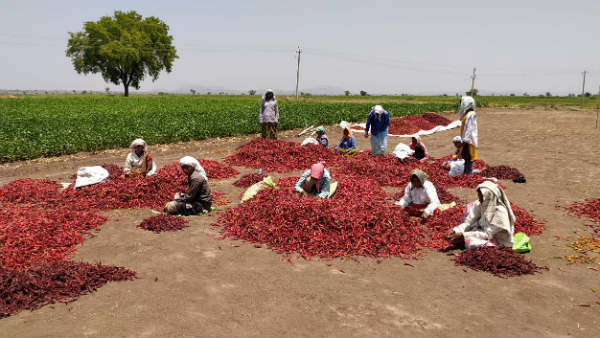 ವಿವಿಧ ಬೆಳೆಗಳು ಜಿಲ್ಲೆಯಲ್ಲಿವೆ