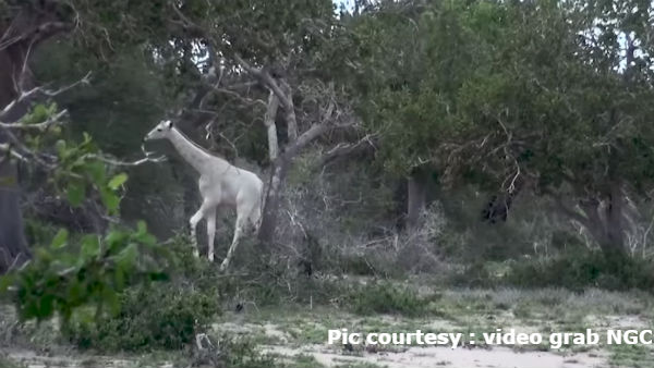 ಪ್ರವಾಸಿಗರ ಪ್ರಮುಖ ಆಕರ್ಷಣೆಯಾಗಿದ್ದವು ಪ್ರವಾಸಿಗರ ಪ್ರಮುಖ ಆಕರ್ಷಣೆಯಾಗಿದ್ದವು