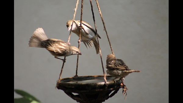 World Sparrow Day Why Sparrows Disappearing