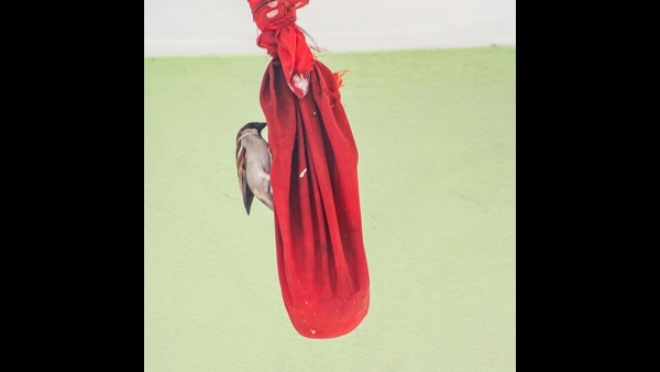 World Sparrow Day Why Sparrows Disappearing