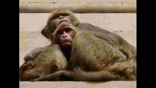  ಜೊತೆಯಾಗಿದೆ ಮಂಗನ ಕಾಯಿಲೆ ಭೀತಿ