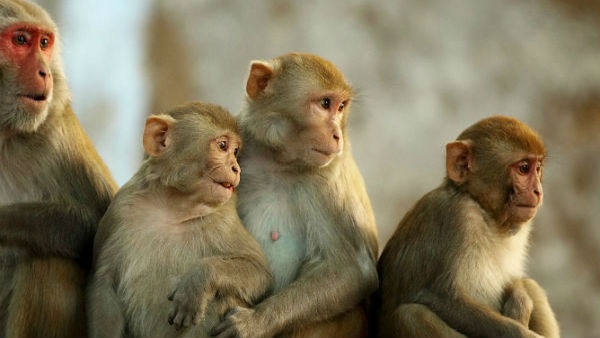  ಕೊರೊನಾದೊಂದಿಗೆ ಮಂಗನ ಕಾಯಿಲೆ ಭೀತಿ