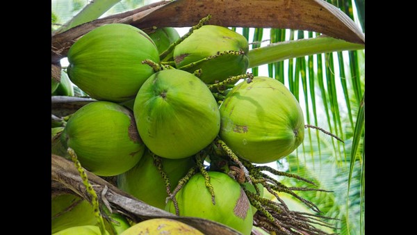 ವರ್ಜಿನ್ ತೆಂಗಿನ ಎಣ್ಣೆ 