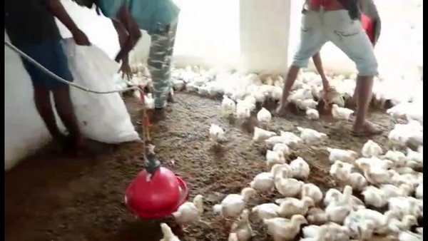 Corona Effect: 4 Thousands of chickens Killed In Santekaduru