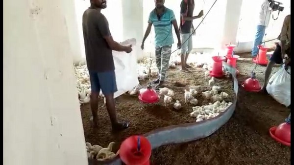 Corona Effect: 4 Thousands of chickens Killed In Santekaduru