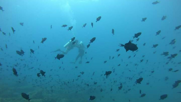  ಅಪರೂಪದ ಕಡಲಾಮೆಗಳು