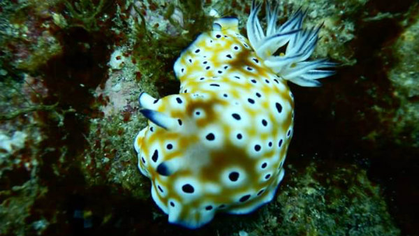  ಜೀವವೈವಿಧ್ಯದ ರಕ್ಷಣೆಗೆ ಸಹಾಯ