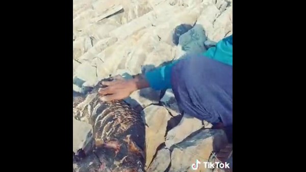 ಮುಳ್ಳುಹಂದಿಯನ್ನ ಕಲ್ಲಲ್ಲಿ ಹೊಡೆದು ಸಾಯಿಸಿದರು ಮುಳ್ಳುಹಂದಿಯನ್ನ ಕಲ್ಲಲ್ಲಿ ಹೊಡೆದು ಸಾಯಿಸಿದರು