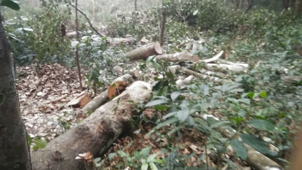  ಮರಗಳನ್ನು ಕಡಿದ ಅಧಿಕಾರಿಗಳು