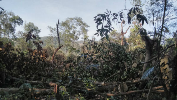  35ಕ್ಕೂಹೆಚ್ಚು ಮರಗಳನ್ನು ಕಡಿದ ಅಧಿಕಾರಿಗಳು